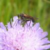 Empis tessellata